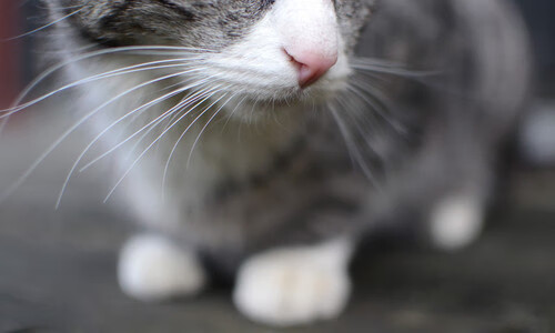 封神一战!布克末节21分+抛投准绝杀,快船提前终结广厦所有悬念