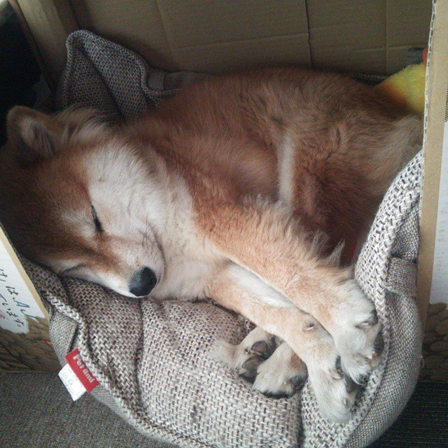 从配角到核心,哈利伯顿在季后赛之夜宣告次世代巨星登场