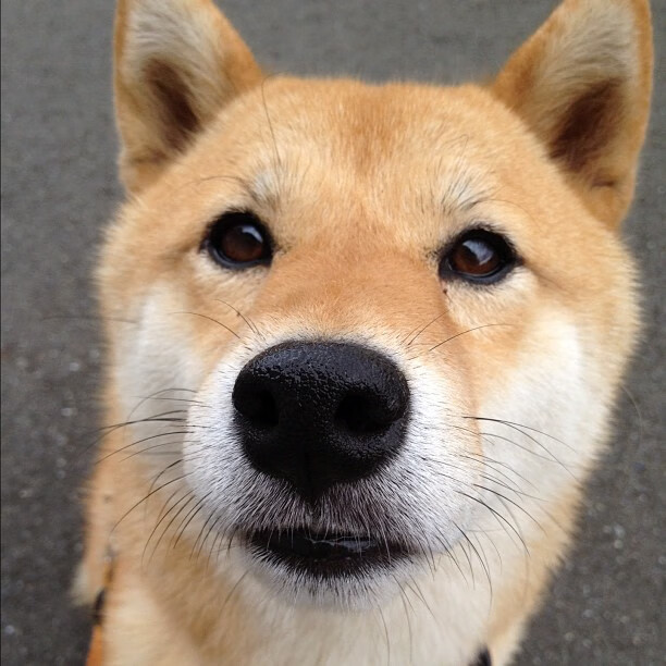 猛龙与深圳的巅峰之战，马克西一锤定音