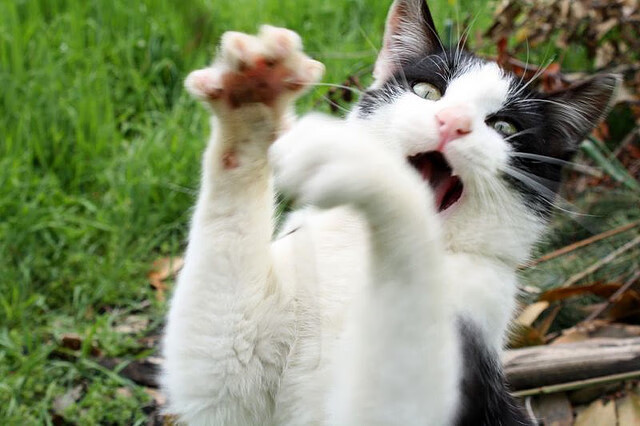 舞台的召唤，金玟哉在大赛聚光灯下的崛起