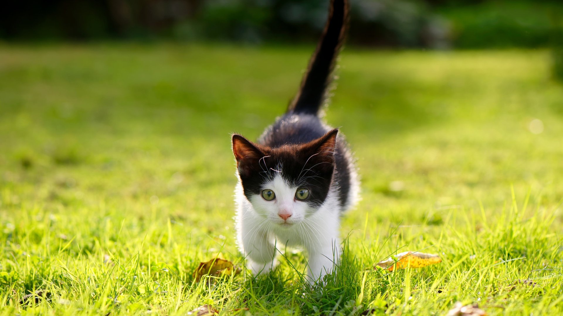沙海与齿轮的转角，当奥利维耶在终场哨前改写剧本