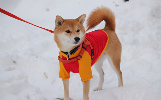 当东方鹏城遇见西方王权，约基奇跨界征服战书写篮球唯一性