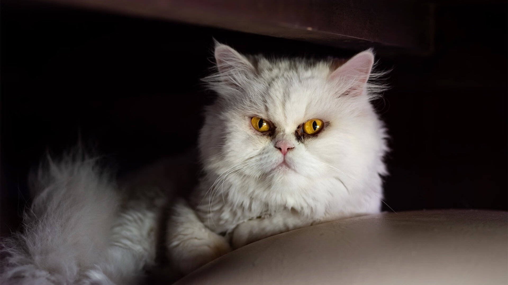 寒夜中的火焰，布鲁诺一锤定音，马竞力克瑞士重燃欧冠野心