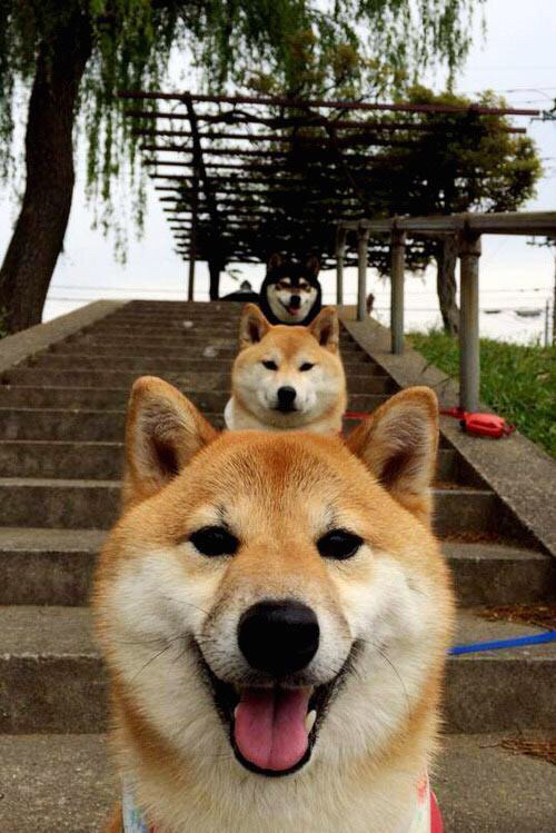 破界之战，当德里赫特的怒吼点燃澳洲绝杀星辰