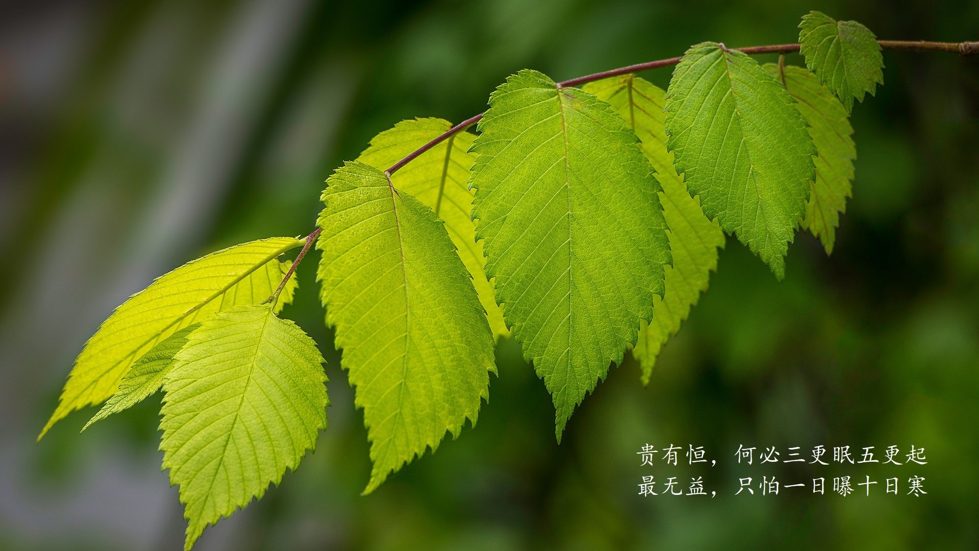 跨界焦点，美加墨世界杯期间，奇才与广厦队的惊险对决